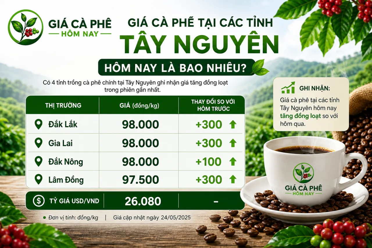 Giá cà phê tại các tỉnh Tây Nguyên (Đắk Lắk, Gia Lai, Đắk Nông, Lâm Đồng) hôm nay là bao nhiêu Giá cà phê tại các tỉnh Tây Nguyên (Đắk Lắk, Gia Lai, Đắk Nông, Lâm Đồng) hôm nay là bao nhiêu
