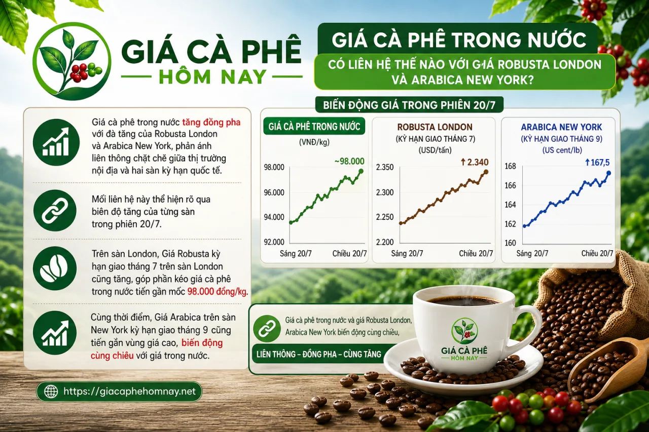 Giá cà phê trong nước có liên hệ thế nào với giá Robusta London và Arabica New York Giá cà phê trong nước có liên hệ thế nào với giá Robusta London và Arabica New York