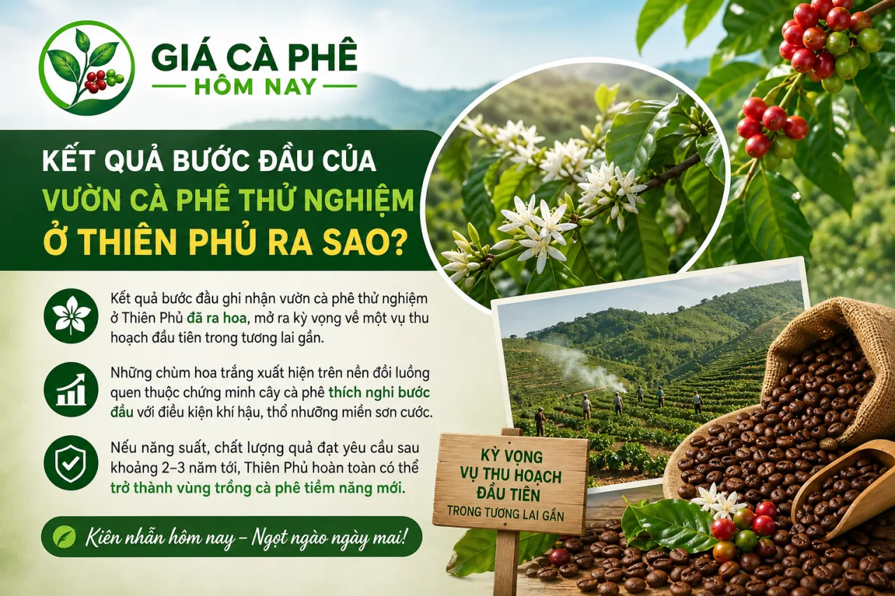 Kết quả bước đầu của vườn cà phê thử nghiệm ở Thiên Phủ ra sao? Kết quả bước đầu của vườn cà phê thử nghiệm ở Thiên Phủ ra sao?