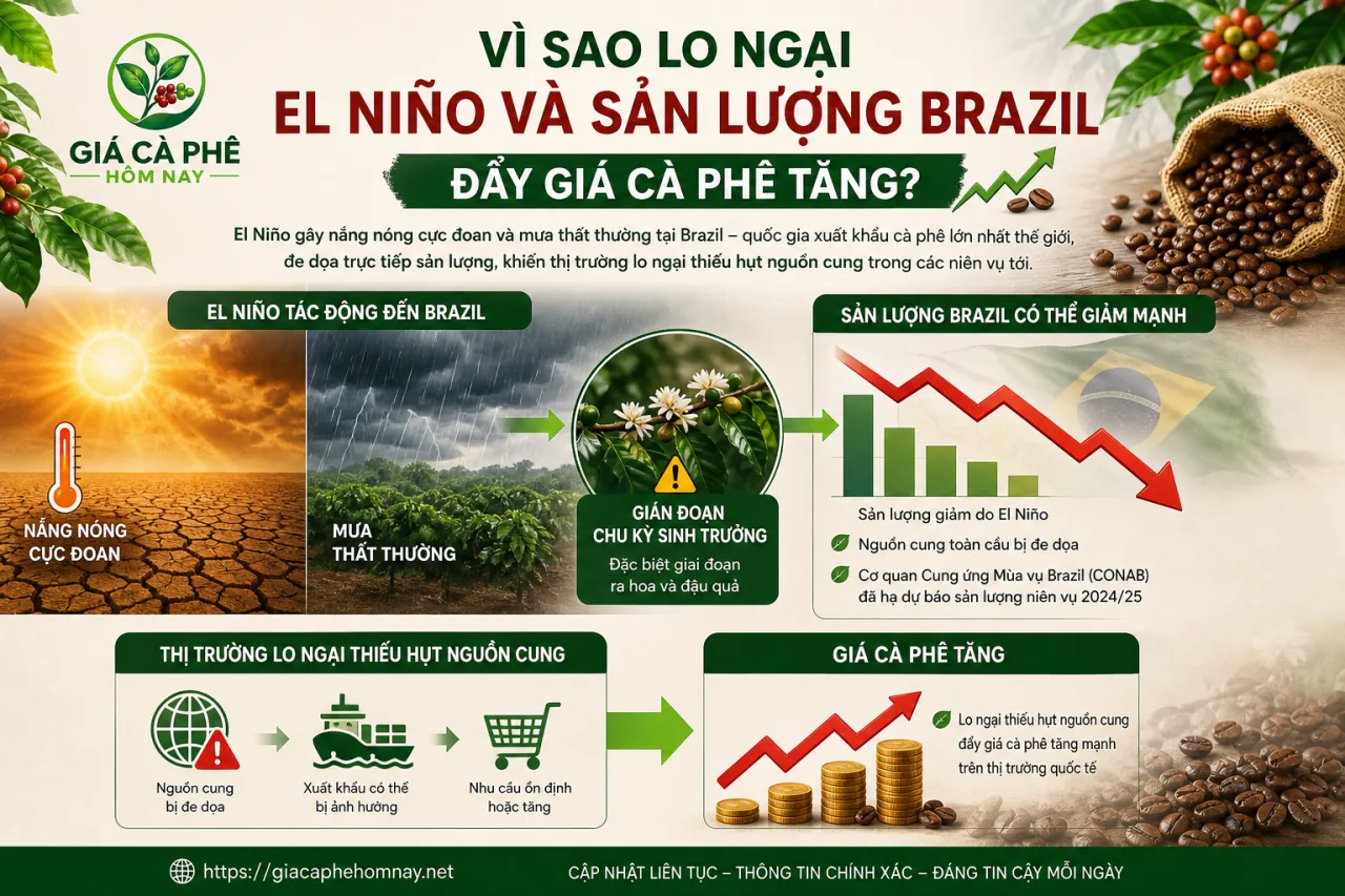 lo ngại El Niño và sản lượng Brazil đẩy giá cà phê tăng lo ngại El Niño và sản lượng Brazil đẩy giá cà phê tăng