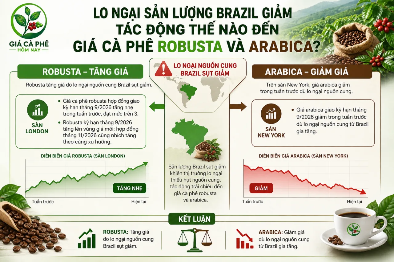 Lo ngại sản lượng Brazil giảm tác động thế nào đến giá cà phê robusta và arabica Lo ngại sản lượng Brazil giảm tác động thế nào đến giá cà phê robusta và arabica