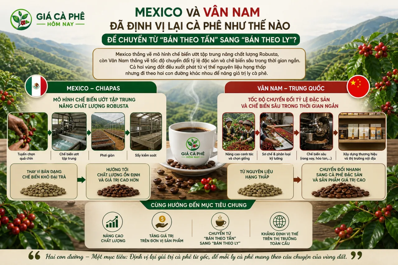 Mexico và Vân Nam đã định vị lại cà phê như thế nào để chuyển từ 'bán theo tấn' sang 'bán theo ly' Mexico và Vân Nam đã định vị lại cà phê như thế nào để chuyển từ 'bán theo tấn' sang 'bán theo ly'