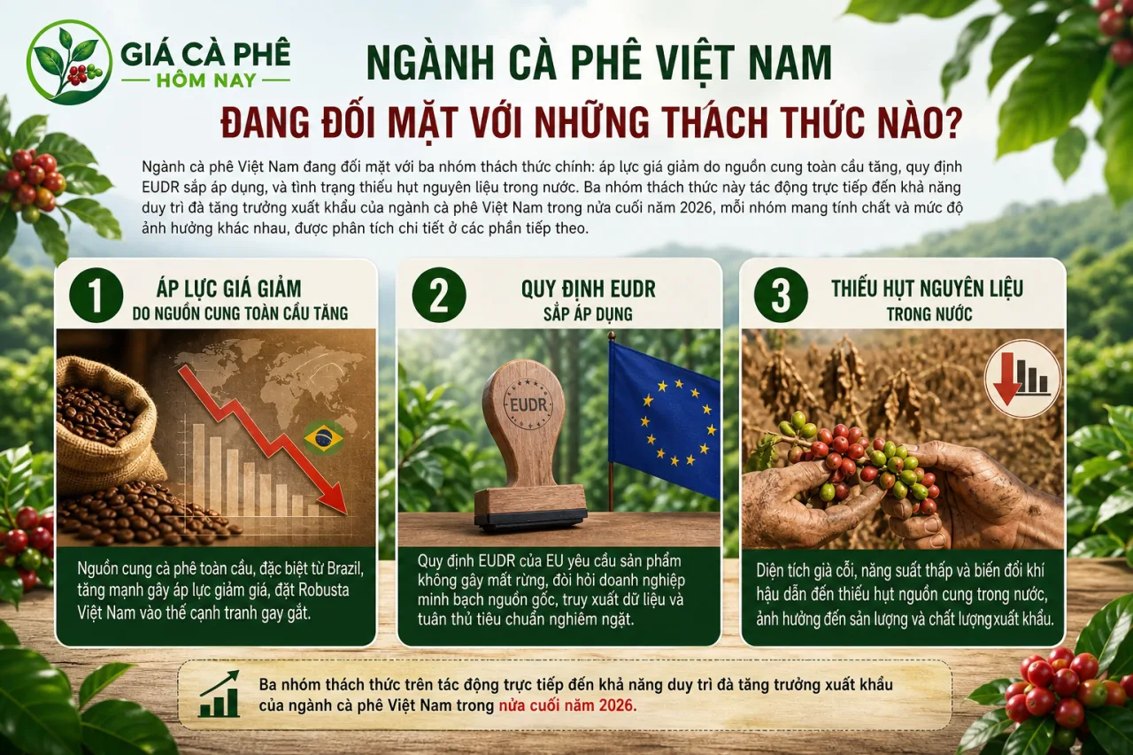 Ngành cà phê Việt Nam đang đối mặt với những thách thức nào