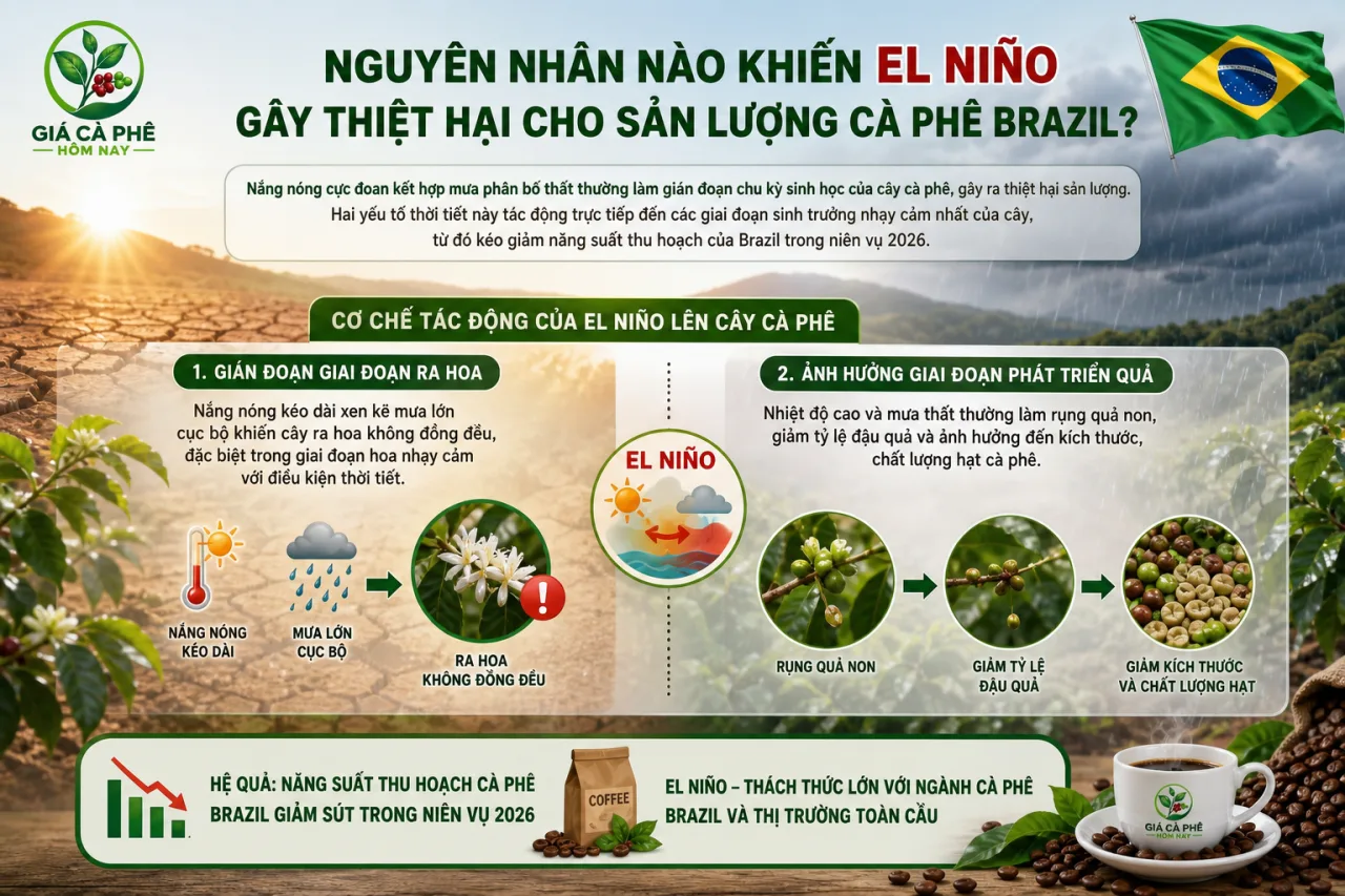 Nguyên nhân nào khiến El Niño gây thiệt hại cho sản lượng cà phê Brazil Nguyên nhân nào khiến El Niño gây thiệt hại cho sản lượng cà phê Brazil