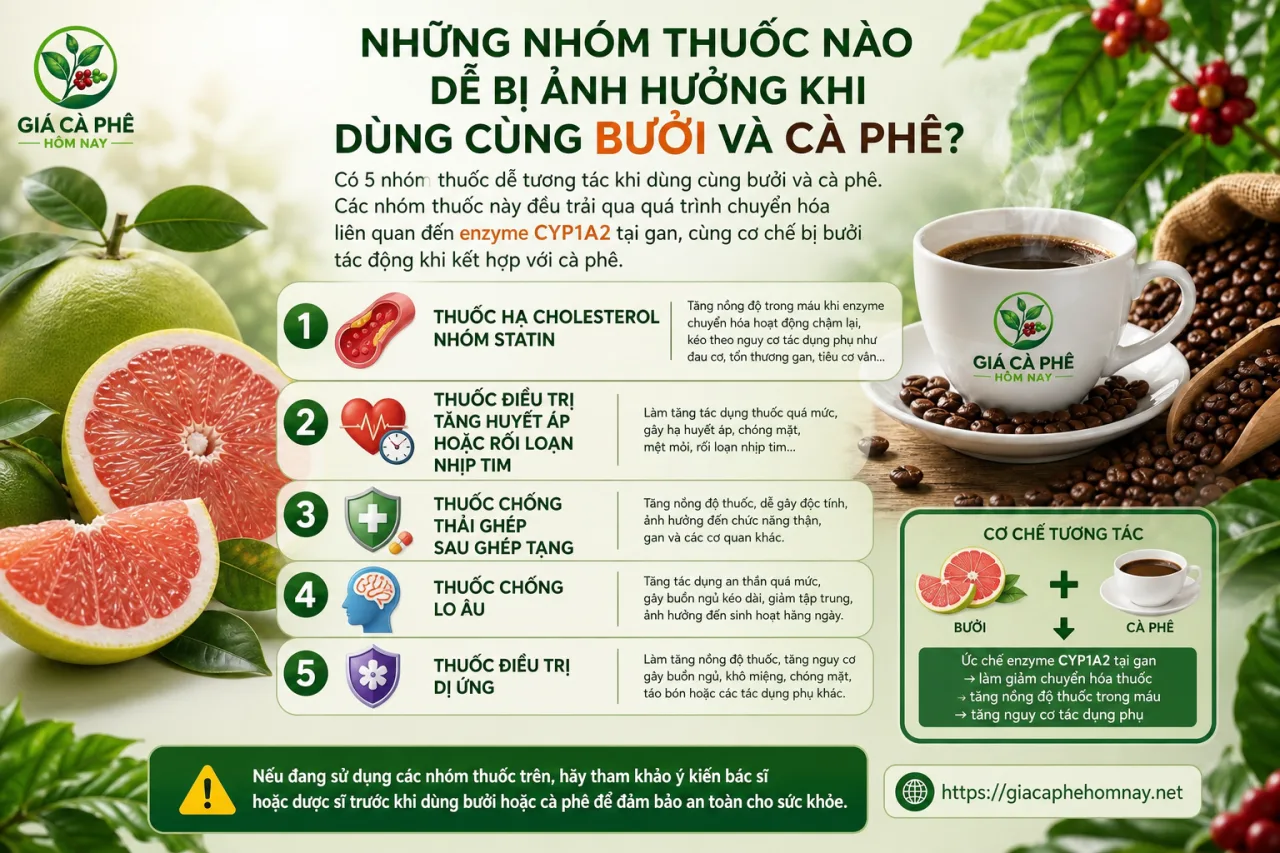 Những nhóm thuốc nào dễ bị ảnh hưởng khi dùng cùng bưởi và cà phê? Những nhóm thuốc nào dễ bị ảnh hưởng khi dùng cùng bưởi và cà phê?