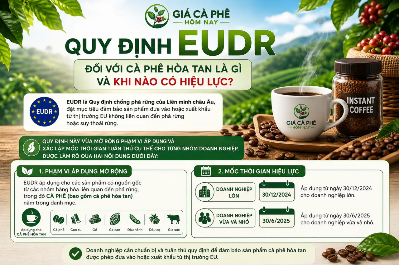 Quy định EUDR đối với cà phê hòa tan là gì và khi nào có hiệu lực Quy định EUDR đối với cà phê hòa tan là gì và khi nào có hiệu lực