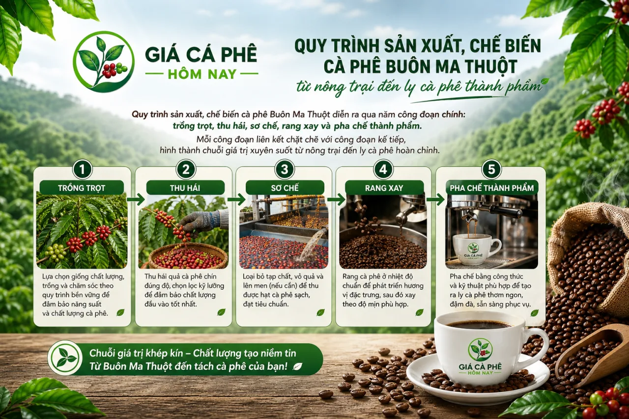 Quy trình sản xuất, chế biến cà phê Buôn Ma Thuột từ nông trại đến ly cà phê thành phẩm diễn ra