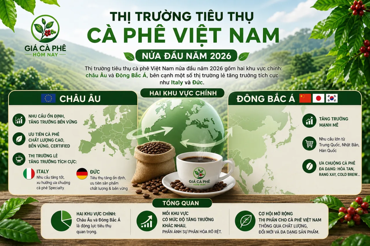 Thị trường tiêu thụ cà phê Việt Nam nửa đầu năm 2026 gồm những khu vực nào