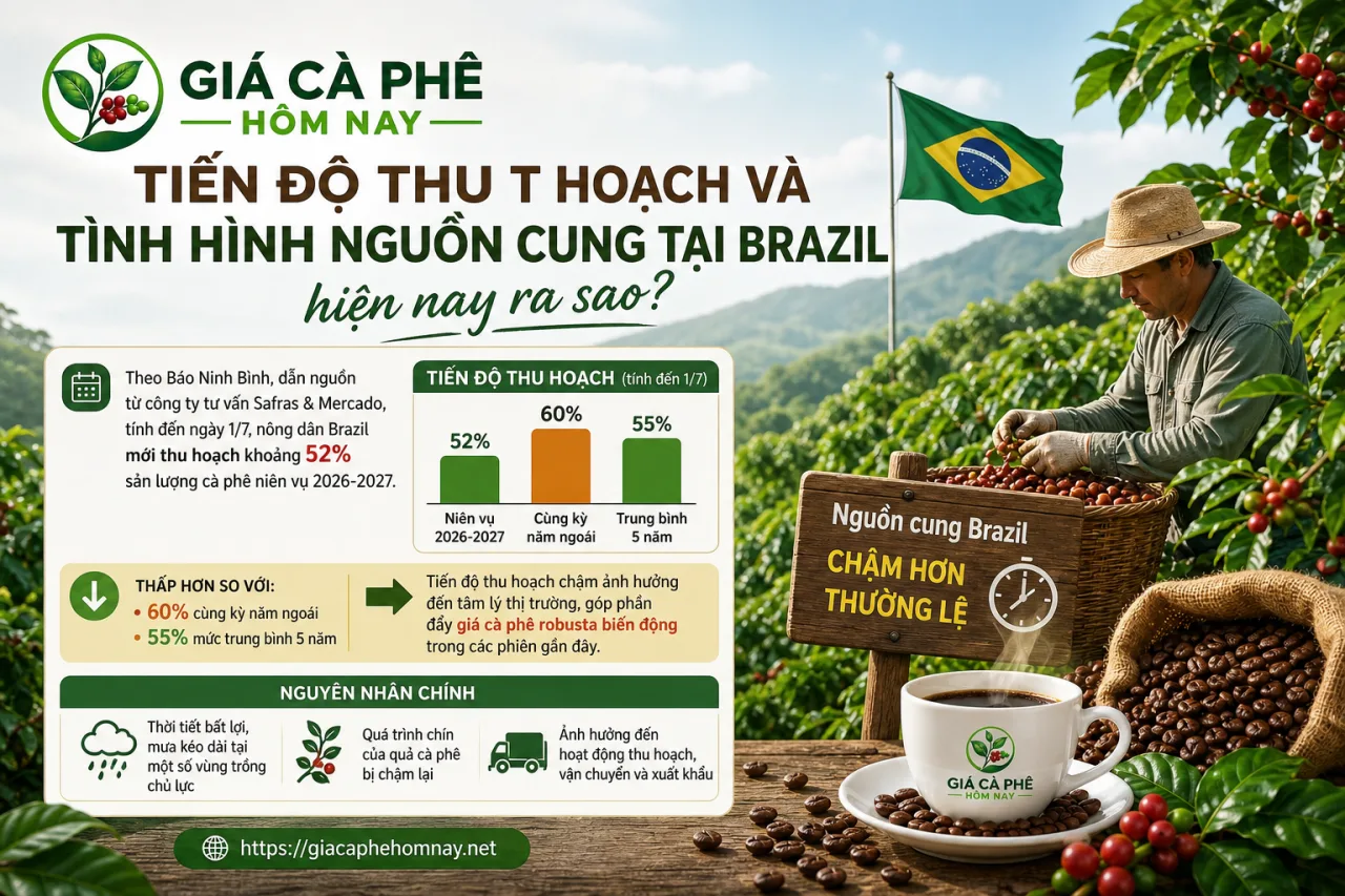 Tiến độ thu hoạch và tình hình nguồn cung tại Brazil hiện nay ra sao?
