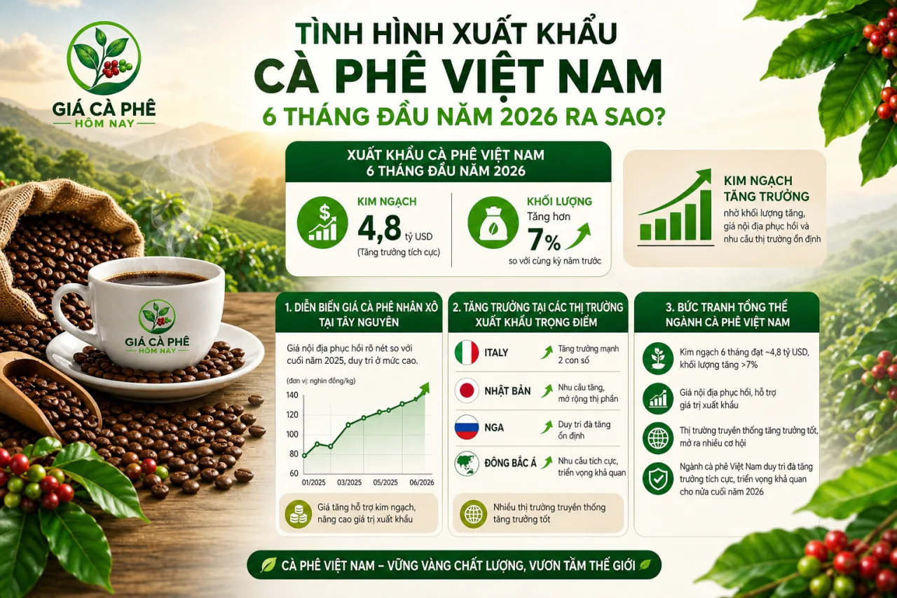 Tình hình xuất khẩu cà phê Việt Nam 6 tháng đầu năm 2026
