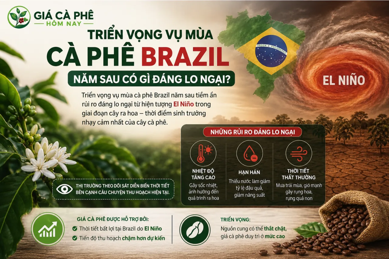 Triển vọng vụ mùa cà phê Brazil năm sau có gì đáng lo ngại? Triển vọng vụ mùa cà phê Brazil năm sau có gì đáng lo ngại?