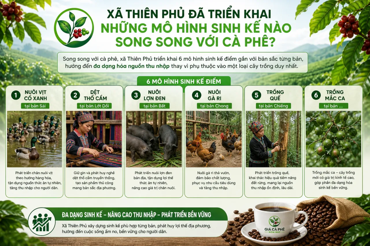 Xã Thiên Phủ đã triển khai những mô hình sinh kế nào song song với cà phê? Xã Thiên Phủ đã triển khai những mô hình sinh kế nào song song với cà phê?